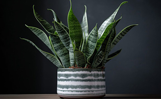 Disadvantages of Snake Plant