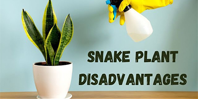 7 Disadvantages Of A Snake Plant That You Should Know