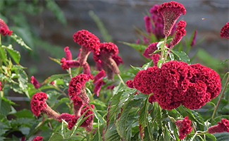 Cockscomb flower plant