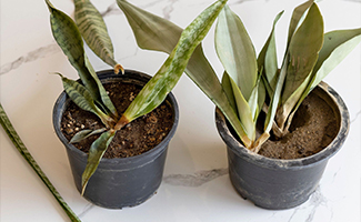 Disadvantages of Snake Plant