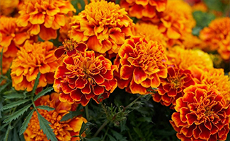 Marigold flower plant