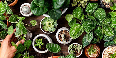 Beautiful Ornamental Plants