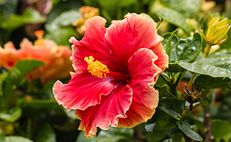 Hibiscus Flowering Plant Hibiscus Flowering Plant