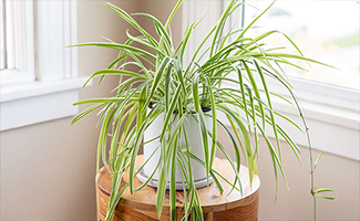 Spider Flowering Plant Spider Flowering Plant