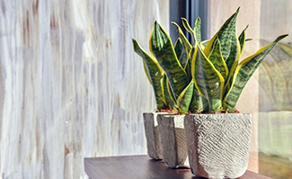 Cold Temperature Requirements of Snake Plant