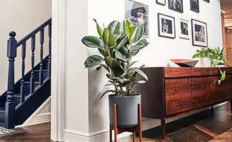 Rubber Plant