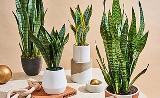 Snake Plant