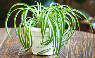 Spider Plant