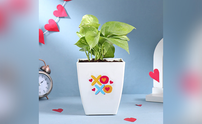 mini plant for Valentine’s Day Gift