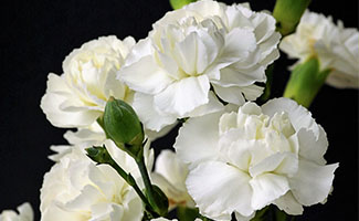 Calla Lily
