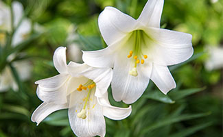 Calla Lily