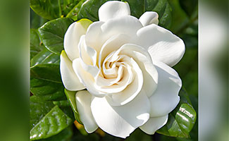 Chrysanthemum