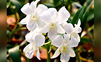Orchid